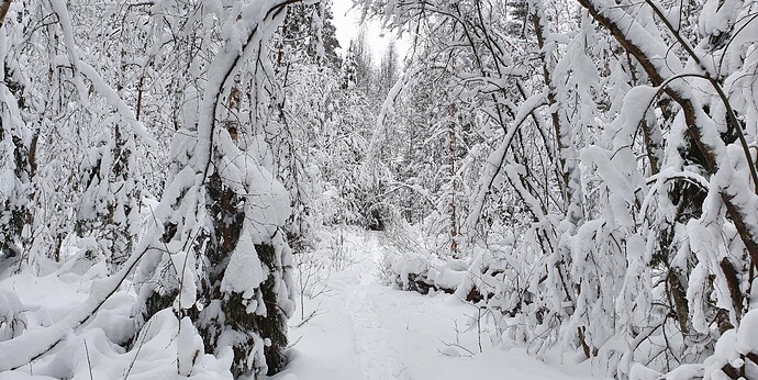 winter forest walk